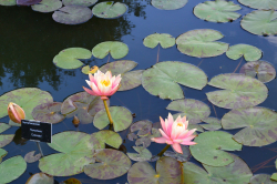 gallery/lotus